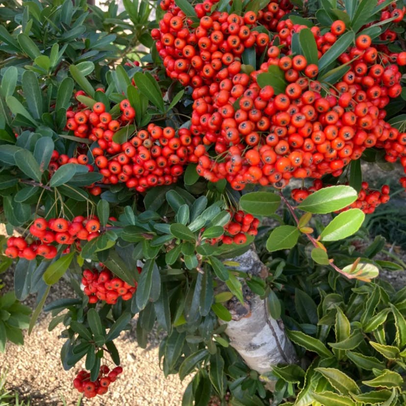 タチバナモドキ（橘擬） (Pyracantha angustifolia)-i