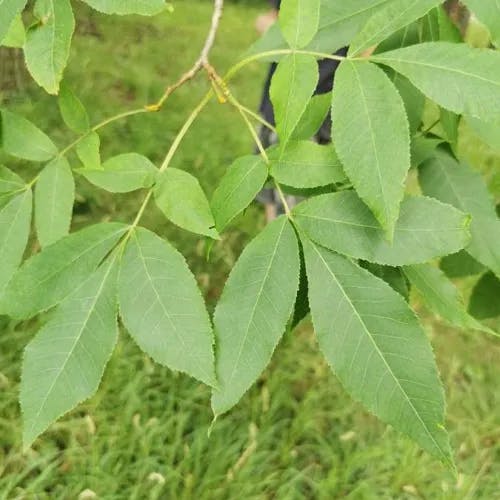 Bitternut (Carya cordiformis)-i