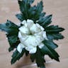 シマカンギク（島寒菊） (Chrysanthemum indicum)-i