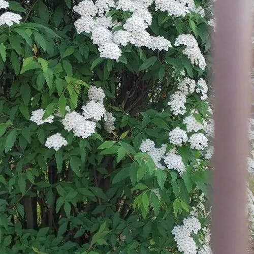 Reeve's spiraea (Spiraea cantoniensis)-i