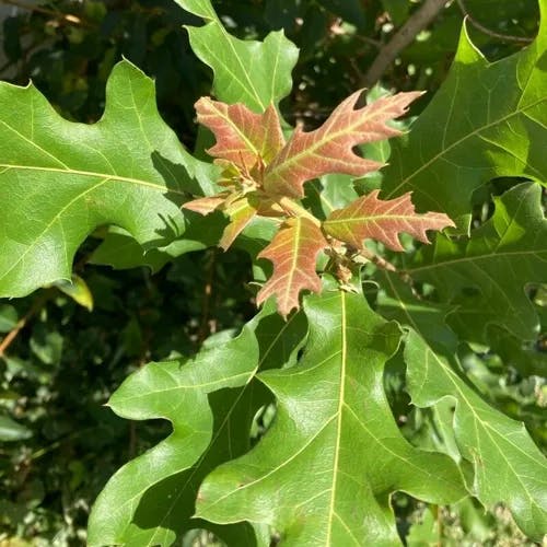 Buckley oak (Quercus buckleyi)-i