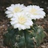 Spider cactus (Gymnocalycium denudatum)-i