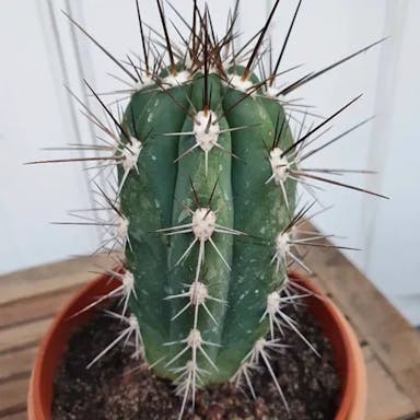 Toothpick cactus