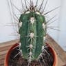 Toothpick cactus (Stetsonia coryne)-i