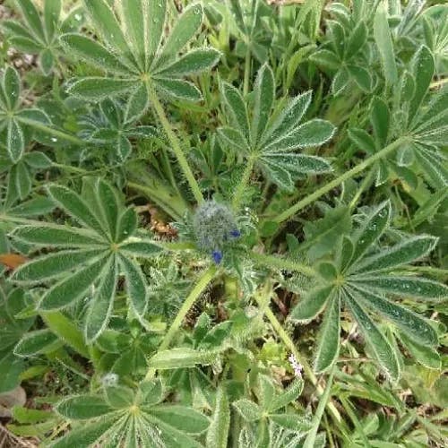 ルピナス (Lupinus polyphyllus)-i