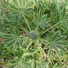 ルピナス (Lupinus polyphyllus)-i