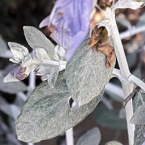 Shrubby germander (Teucrium fruticans)-i