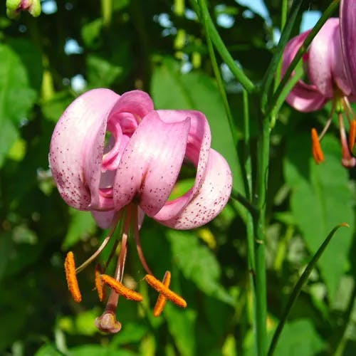 マツバユリ（松葉百合） (Lilium cernuum)-i