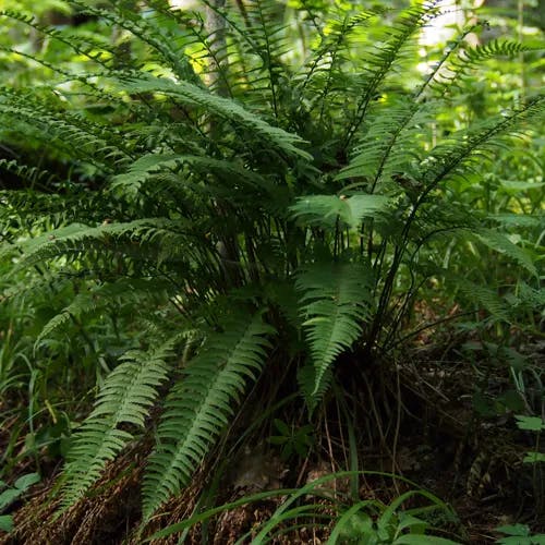 ジュウモンジシダ（十文字羊歯） (Polystichum tripteron)-i