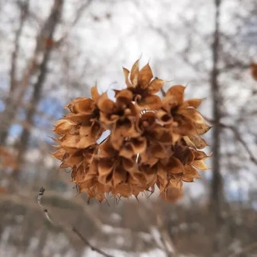 アメリカシモツケ（アメリカ下野） (Physocarpus opulifolius)-i