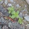 オランダミミナグサ（阿蘭陀耳菜草） (Cerastium glomeratum)-i