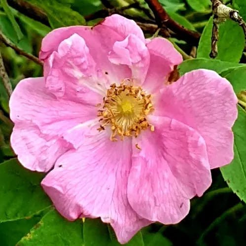 Cinnamon rose (Rosa majalis)-i