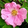 Cinnamon rose (Rosa majalis)-i