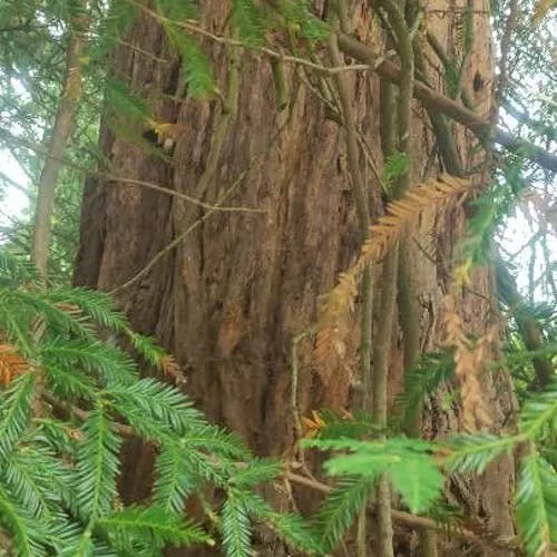 セコイア (Sequoia sempervirens)-i