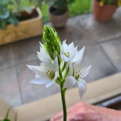 Christmas-lily (Ornithogalum thyrsoides)-i