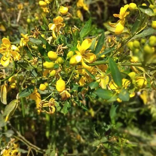 Rambling cassia (Senna bicapsularis)-i