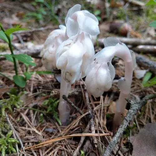 ギンリョウソウモドキ（銀龍草擬） (Monotropa uniflora)-i