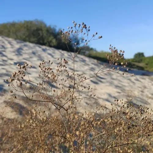 シュッコンカスミソウ（宿根霞草） (Gypsophila paniculata)-i