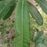 Milktree (Sapium glandulosum)-i