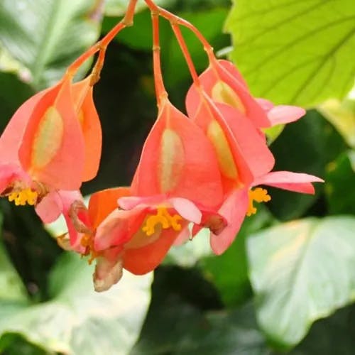 ベニバナベゴニア（紅花ベゴニア） (Begonia coccinea)-i