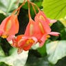 ベニバナベゴニア（紅花ベゴニア） (Begonia coccinea)-i