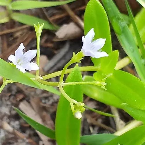 ヒナギキョウ（雛桔梗） (Wahlenbergia marginata)-i