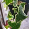 Natal-ivy (Senecio macroglossus)-i