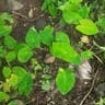 サトイモ（里芋） (Colocasia esculenta)-i