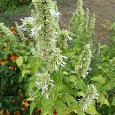 Chinese giant-hyssop