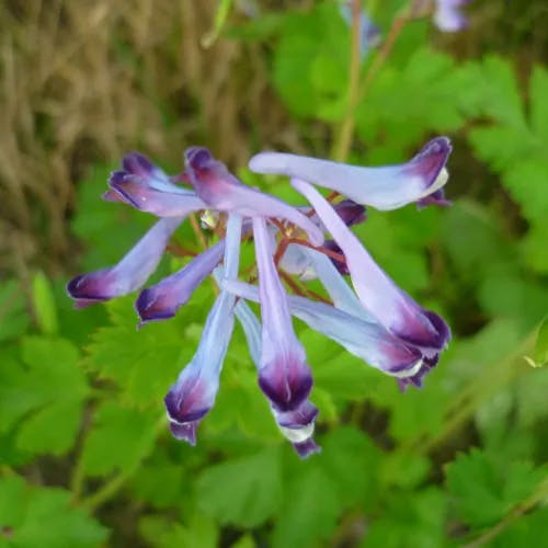 ムラサキケマン（紫華鬘） (Corydalis incisa)-i