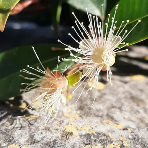 Magenta lilly-pilly (Syzygium paniculatum)-i