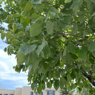 Giant dogwood