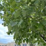 Giant dogwood (Cornus controversa)-i