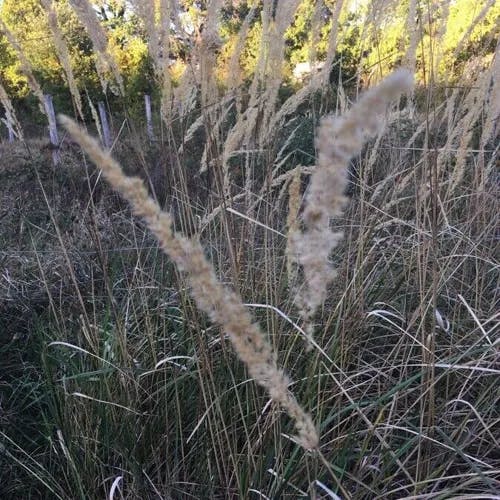Bush grass (Calamagrostis epigejos)-i