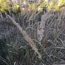 Bush grass (Calamagrostis epigejos)-i