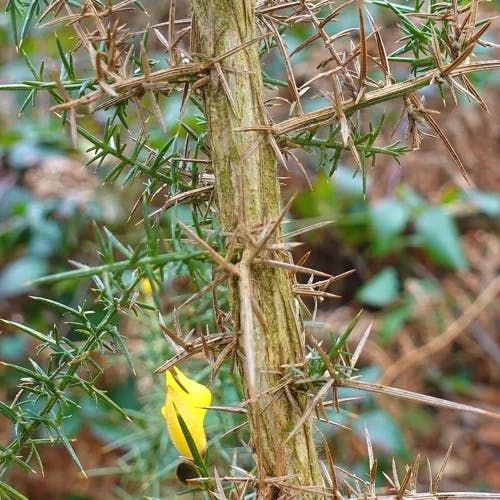 ハリエニシダ（針金雀枝） (Ulex europaeus)-i