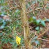 ハリエニシダ（針金雀枝） (Ulex europaeus)-i