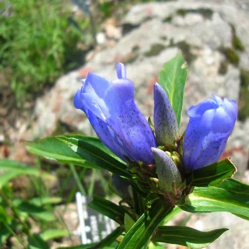 エゾリンドウ（蝦夷竜胆） (Gentiana triflora)-i