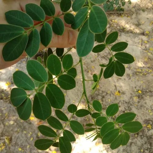 Rambling cassia (Senna bicapsularis)-i