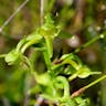 オオヤマサギソウ（大山鷺草） (Platanthera sachalinensis)-i