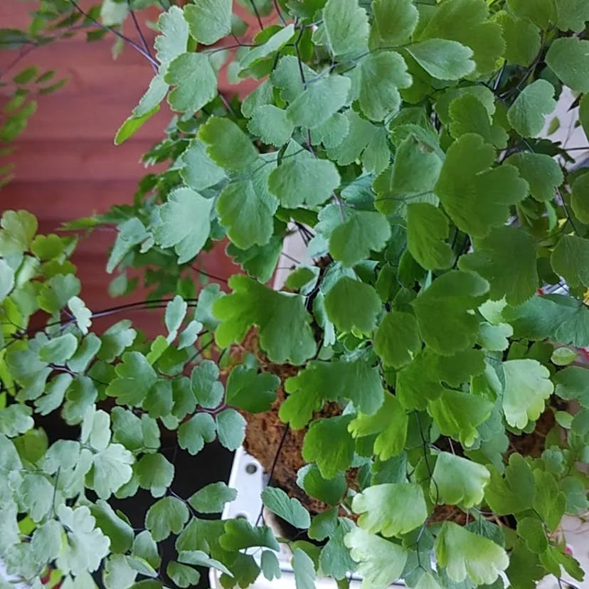 Delta maidenhair fern (Adiantum raddianum)-i