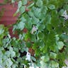 Delta maidenhair fern (Adiantum raddianum)-i