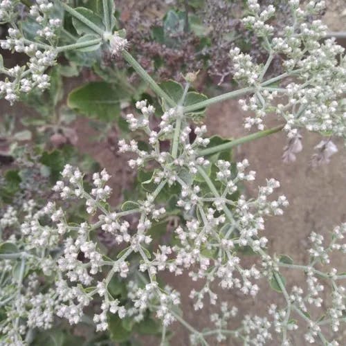 St. catherine's lace (Eriogonum giganteum)-i