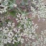 St. catherine's lace (Eriogonum giganteum)-i