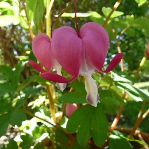 Asian bleeding-heart (Lamprocapnos spectabilis)-i