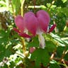 Asian bleeding-heart (Lamprocapnos spectabilis)-i