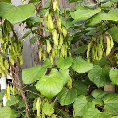 Chinese redbud