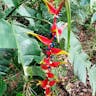 False bird of paradise (Heliconia platystachys)-i