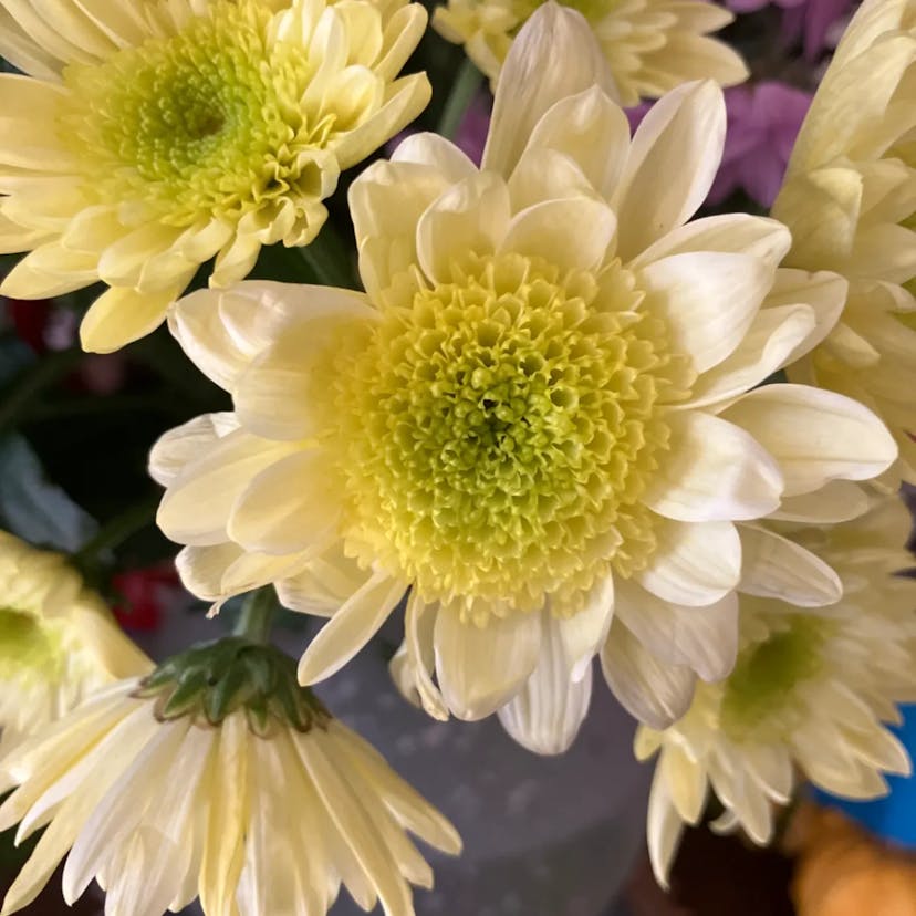 シマカンギク（島寒菊） (Chrysanthemum indicum)-i