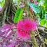 アペル (Syzygium malaccense)-i